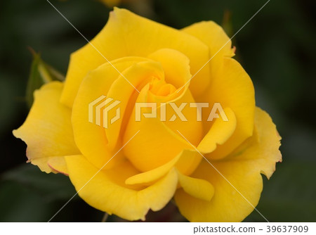 Roses Roses 39637909