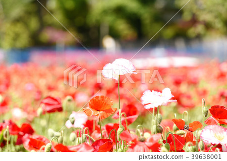 Poppy Poppy 39638001