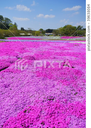 Chiba Prefecture Shibazakura Tomita Satoniwa Koen 39638084