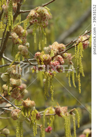 Creatures Insects Kungui Hanakai Kaimushifushi, an insect moth made by "Kunegi Hana Kaimen Bachi" on the flowers of Kunigi. Creatures Insects Kungui Hanakai Kaimushifushi, an insect moth made by "Kunegi Hana Kaimen Bachi" on the flowers of Kunigi. 39638152