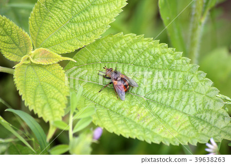 Sedge fly 39638263