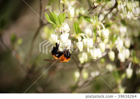 Tiger bee 39638264