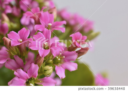 Kalanchoe 39638448