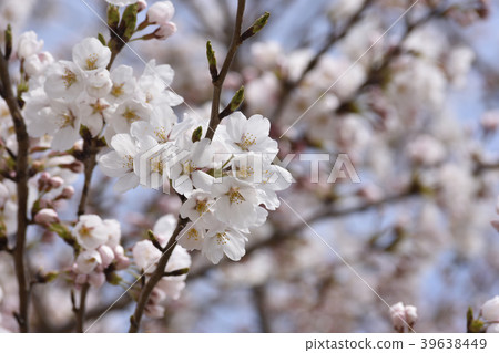 Cherry Blossoms	 39638449