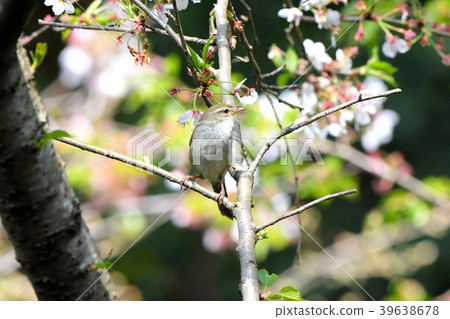 Uguisu tweezers in a mountain cherry forest 39638678