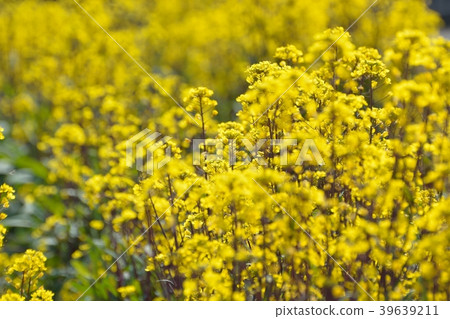 Hokusaidai的黃色花開花 39639211
