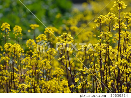 The yellow flower of Hokusaidai blooms The yellow flower of Hokusaidai blooms 39639214