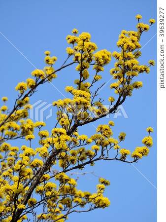 Yellow flower of yam with a background of blue sky 39639277