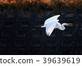 蒼鷺 39639619