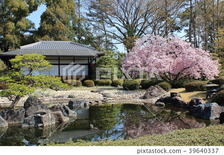 京都二條城的鮮花盛開的花園和櫻花盛開 京都二條城的鮮花盛開的花園和櫻花盛開 39640337