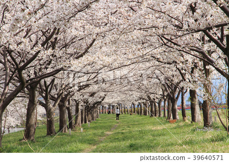Cherry blossom tunnel 39640571