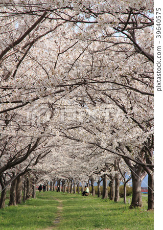 櫻花隧道 39640575