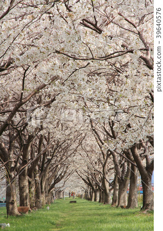 櫻花隧道 櫻花隧道 39640576