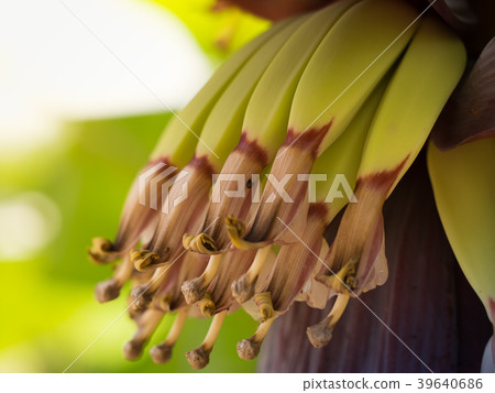 Blooming inflorescence of Banana heart. 39640686