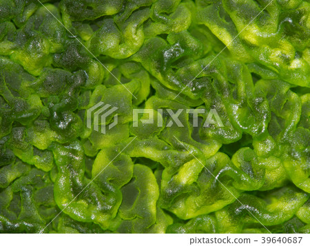 Macro shot of green algae on surface of water.  39640687