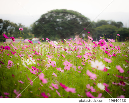 Cosmos flower field. Soft focus and background. 39640688