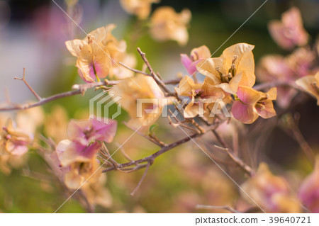 Dry Paper flower or Bougainvillea Dry Paper flower or Bougainvillea 39640721