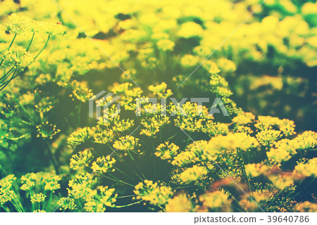 inflorescence yellow fennel wild field spice 39640786