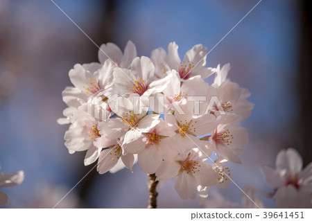 Cherry blossoms bathed in spring day 39641451