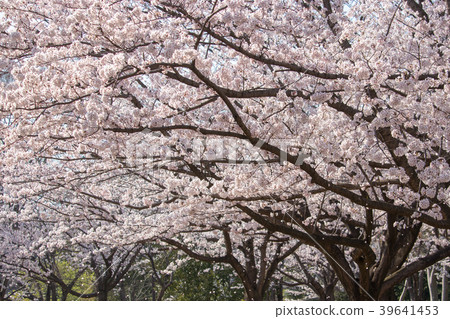 Cherry blossoms bathed in spring day 39641453
