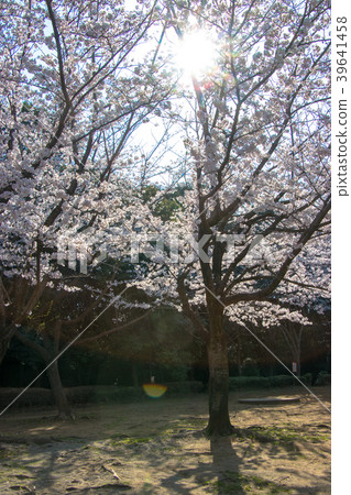 Cherry blossoms bathed in spring day Cherry blossoms bathed in spring day 39641458
