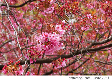 橫濱Knisaka 39642081