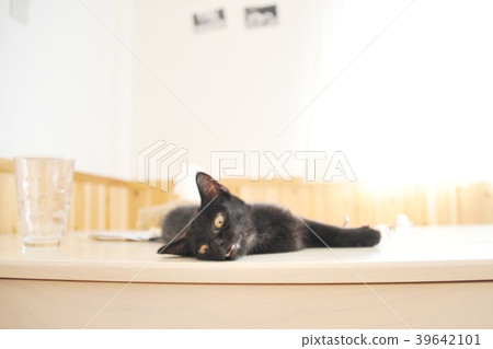 Black cat relaxing with a scary face Black cat relaxing with a scary face 39642101