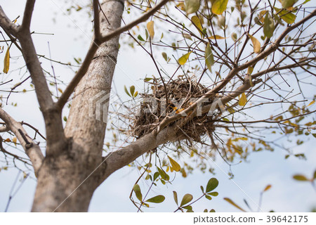 Bird's nest on the tree Bird's nest on the tree 39642175