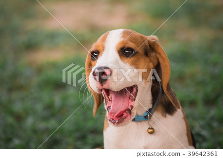 Close up of cute young Beagle playing in garden 39642361
