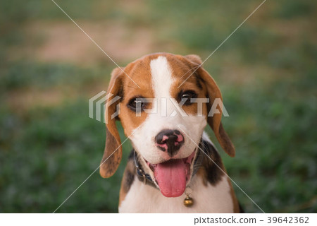 Close up of cute young Beagle playing in garden 39642362