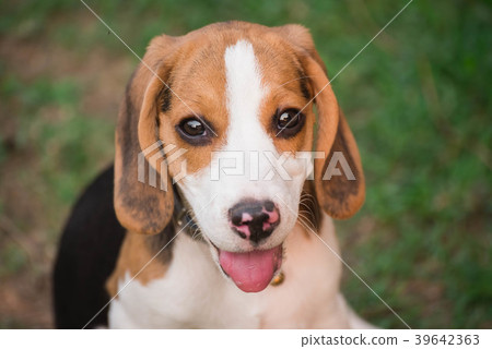 Close up of cute young Beagle playing in garden 39642363