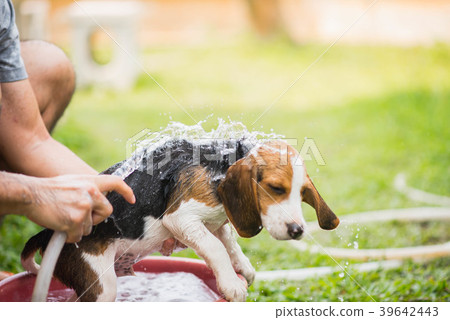 Cute puppy beagle taking a shower Cute puppy beagle taking a shower 39642443