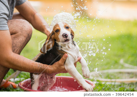 Cute puppy beagle taking a shower 39642454