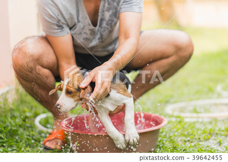 Cute puppy beagle taking a shower Cute puppy beagle taking a shower 39642455