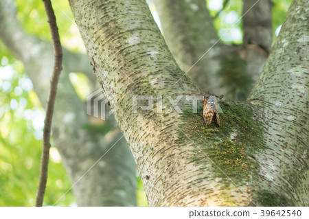 Cicadas in the forest 39642540