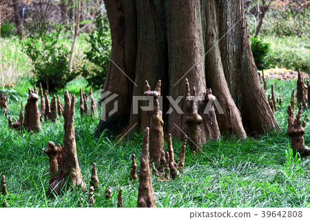 Naha of Ochamatsu 39642808