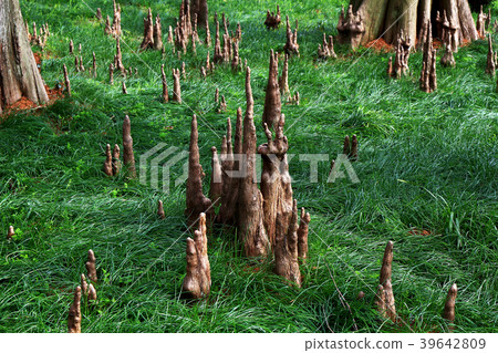 Naha of Ochamatsu Naha of Ochamatsu 39642809