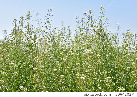 Nazna(Penpen grass) Nazna(Penpen grass) 39642827