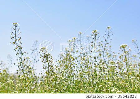 Nazna(Penpen grass) Nazna(Penpen grass) 39642828