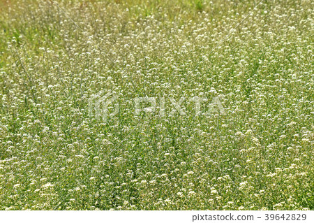Nazna(Penpen grass) Nazna(Penpen grass) 39642829