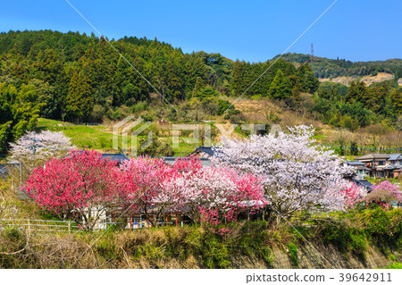 Settle fee Sakura of Yoshida River [Saga Prefecture Ureshino City] 39642911
