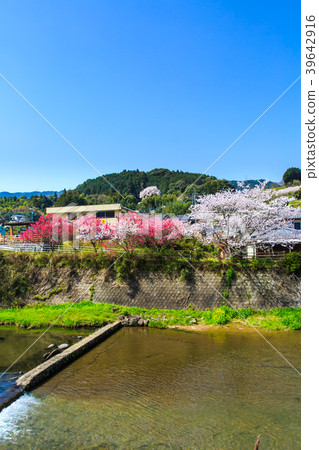 Settle fee Sakura of Yoshida River [Saga Prefecture Ureshino City] 39642916