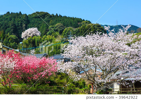 Settle fee Sakura of Yoshida River [Saga Prefecture Ureshino City] 39642922
