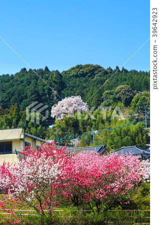 Settle fee Sakura of Yoshida River [Saga Prefecture Ureshino City] 39642923