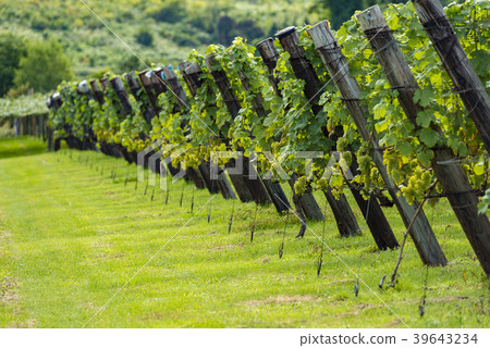Wine field Wine field 39643234