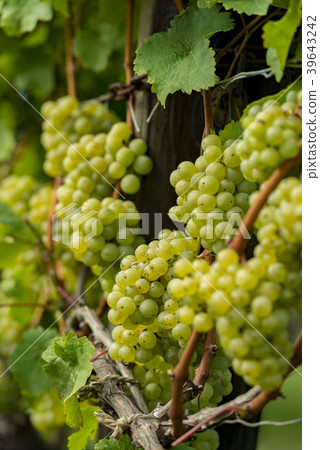 Wine field Wine field 39643242