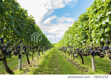 Wine field 39643258