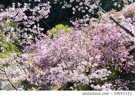 多摩森林科學園在春天 多摩森林科學園在春天 39643332