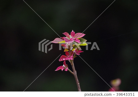 Red moss Red moss 39643351