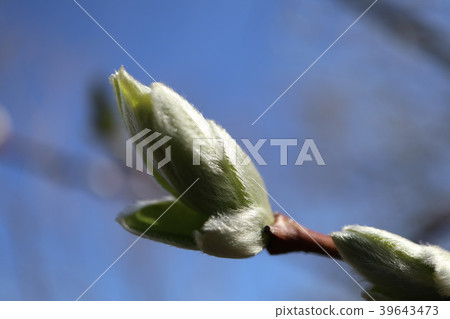 Feline Willi 39643473